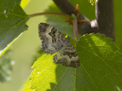 Gr mrfltmtare (Epirrhoe alternata)