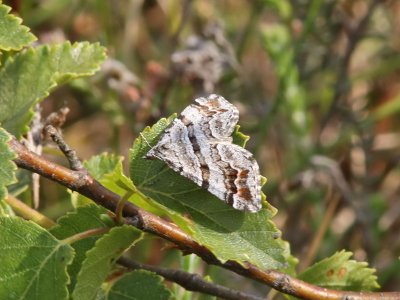 Torvmosstaggmtare - Manchester Treble-bar (Carsia sororiata)