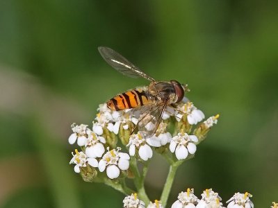 Flyttblomfluga - Marmalade hoverfly (Episyrphus balteatus)