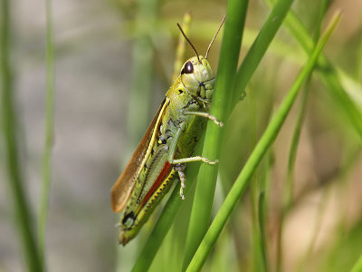 Krrgrshoppa - Large Marsh Grasshopper (Mecostethus grossus)?