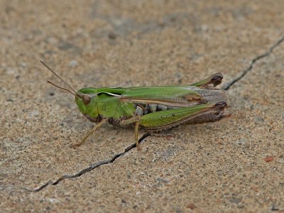 Grn ngsgrshoppa - Common Green Grasshopper (Omocestus viridulus)