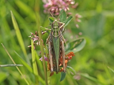 Grn ngsgrshoppa - Common Green Grasshopper (Omocestus viridulus)