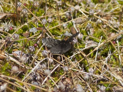 Svartgr fjllmtare - Black Mountain Moth (Glacies coracina)