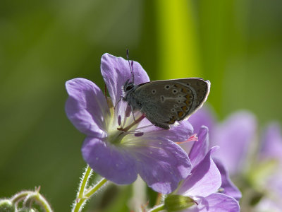 Brun blvinge - Geranium Argus (Aricia eumedon)