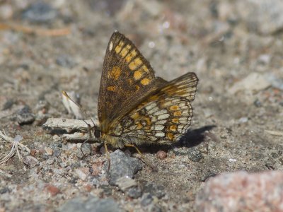 Skogsntfjril - Heath Fritillary (Melitaea athalia)