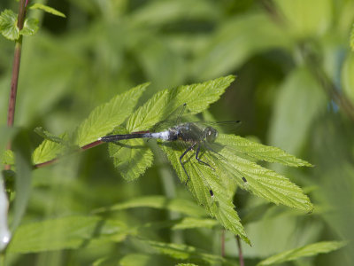 Bred krrtrollslnda - Lilypad Whiteface (Leucorrhinia caudalis)