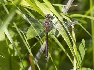 Guldtrollslända - Downy Emerald (Cordulia aenea)
