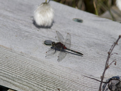 Nordisk Krrtrollslnda -Ruby Whiteface (Leucorrhinia rubicunda)