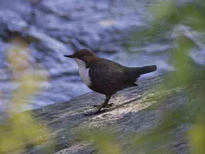 Strmstare - White-throated Dipper (Cinclus cinclus)