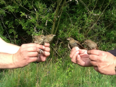 Näktergal - Thrush Nightingale (Luscinia luscinia)