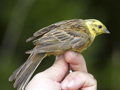 Gulsparv - Yellowhammer (Emberiza citrinella)