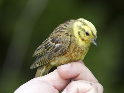 Gulsparv - Yellowhammer (Emberiza citrinella)