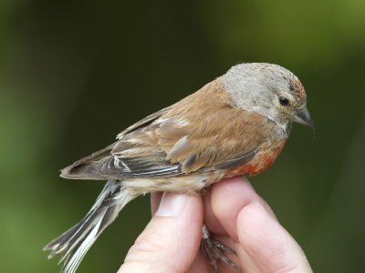 Hämpling - Linnet (Carduelis cannabina)