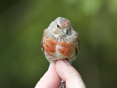 Hämpling - Linnet (Carduelis cannabina)