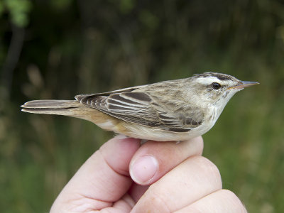 Sävsångare - Sedge Warbler (Acrocephalus schoenobaenus)