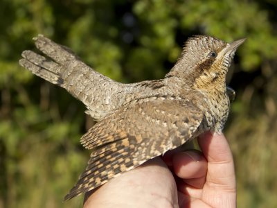 Göktyta - Eurasian Wryneck (Jynx torquilla)