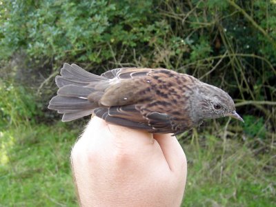 Järnsparv - Dunnock (Prunella modularis)