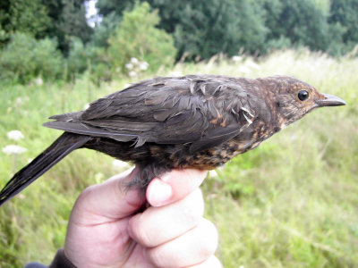 Koltrast - Eurasian Blackbird (Turdus merula)