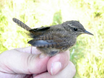 Gärdsmyg - Winter Wren (Troglodytes troglodytes)