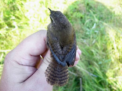 Gärdsmyg - Winter Wren (Troglodytes troglodytes)