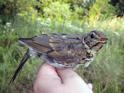 Taltrast - Song Thrush (Turdus philomelos)