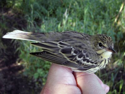 Trädpiplärka - Tree Pipit (Anthus trivialis)