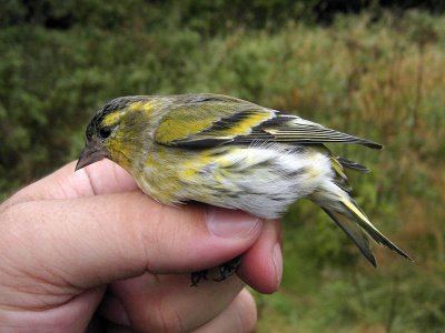 Grönsiska - Eurasian Siskin (Carduelis spinus)