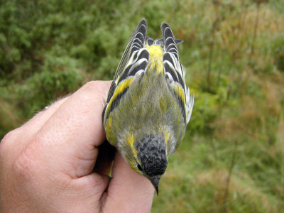 Grönsiska - Eurasian Siskin (Carduelis spinus)