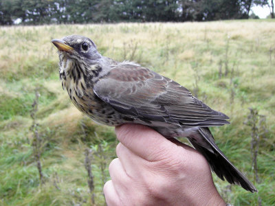 Björktrast - Fieldfare (Turdus pilaris)