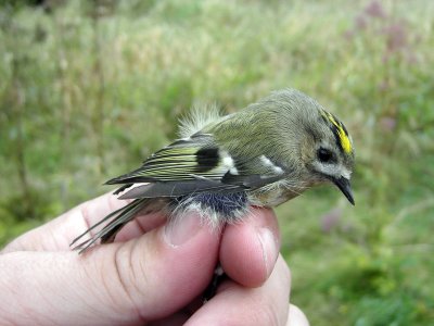 Kungsfågel - Goldcrest (Regulus regulus)