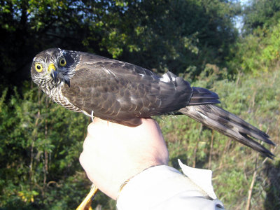 Sparvhök - Sparrowhawk (Accipiter nisus)