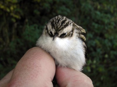 Trädkrypare - Tree Creeper (Certhia familiaris)