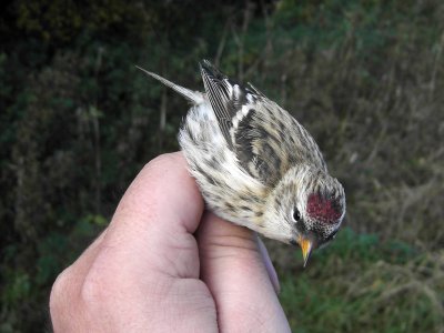Gråsiska - Redpoll (Carduelis flammea flammea)