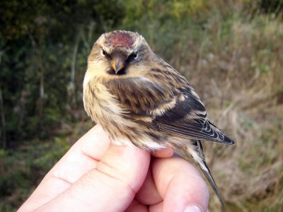 Brunsiska - Redpoll (Carduelis flammea cabaret)