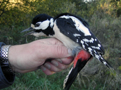 Större hackspett - Great Spotted Woodpecker (Dendrocopos major)