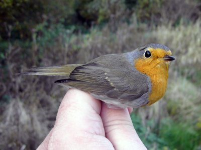 Rödhake - Eurasian Robin (Erithacus rubecula)