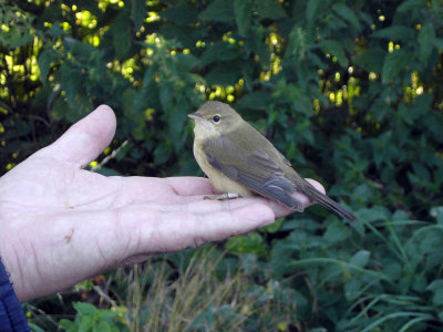 Kärrsångare - Marsh Warbler (Acrocephalus palustris)