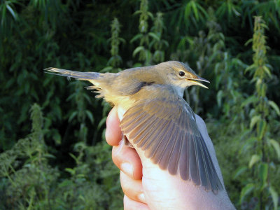 Rörsångare - Reed Warbler (Acrocephalus scirpaceus)