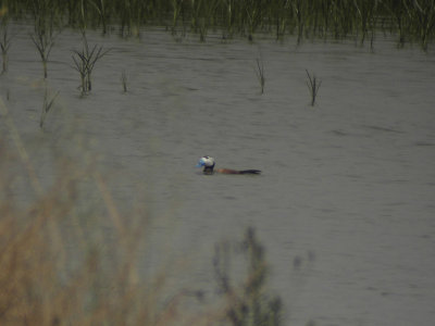 Kopparand - White-headed Duck (Oxyura leucocephala)