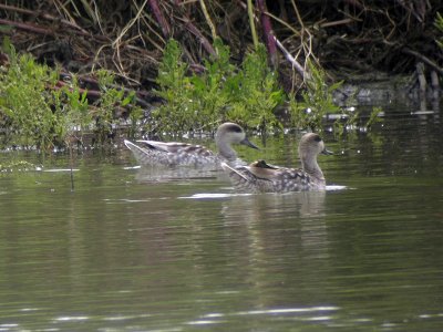 Marmorand - Marbled Duck (Marmaronetta anguirostris)