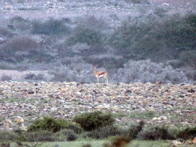 Dorkasgasell -Dorcas gazelle (Gazella dorcas)