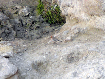 Sinairosenfink - Sinai Rosefinch (Carpodacus synoicus)