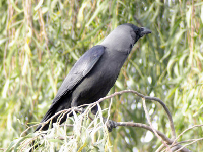 Huskrka - Indian House Crow (Corvus splendens)