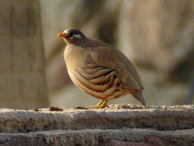 kenhna - Sand Partridge (Ammoperdix heyi)