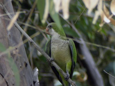 Munkparakit - Monk Parakeet (Myiopsitta monachus)