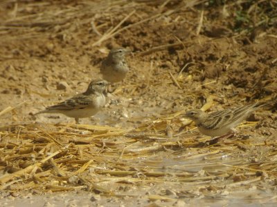 Korttlrka - Greater Short-toed Lark (Calandrella brachydactyla)