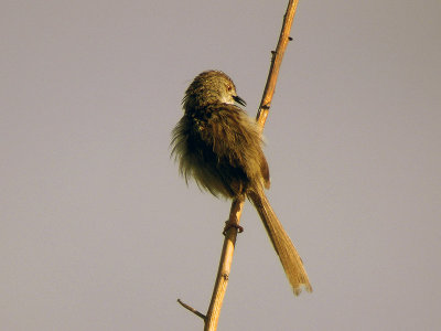 Streckad prinia - Graceful Warbler (Prinia gracilis)