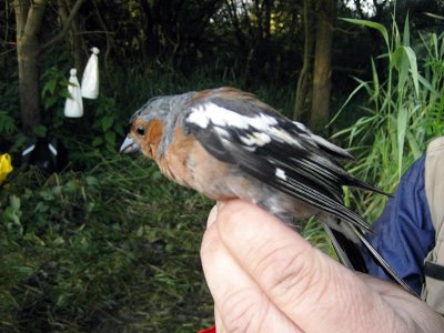 Bofink - Chaffinch (Fringilla coelebs)
