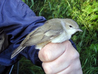 Trädgårdssångare - Garden Warbler (Sylvia borin)