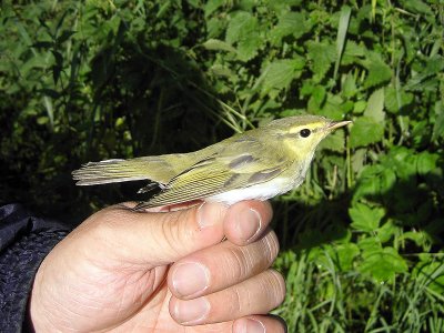 Grönsångare - Wood Warbler (Phylloscopus sibilatrix)